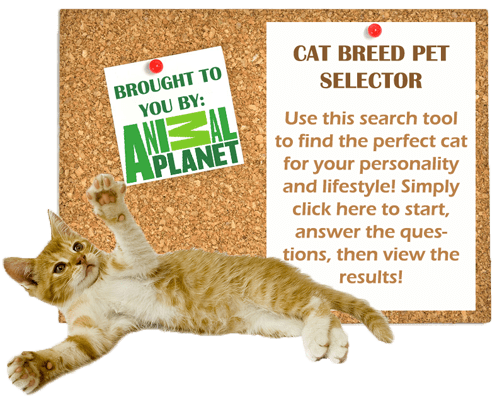cat-breed-pet-selector
